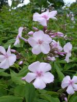 Phlox paniculé