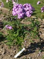 Phlox paniculé