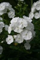 Phlox paniculé