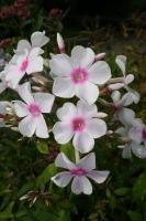 Phlox paniculé