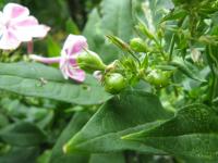 Phlox paniculé