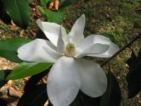 Magnolia à grandes fleurs