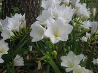 Freesia hybride