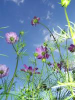 Cosmos bipenné