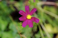 Cosmos bipenné