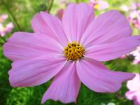 Cosmos bipenné