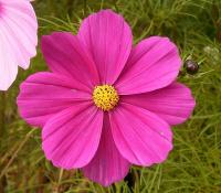 Cosmos bipenné