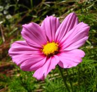 Cosmos bipenné