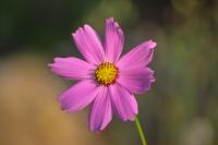 Cosmos bipenné