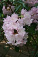 Rhododendron de Yakushima