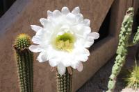 Cactus-oursin