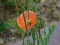 Coquelicot