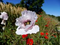 Coquelicot