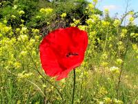 Coquelicot