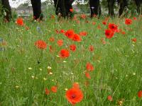 Coquelicot