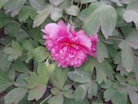 Pivoine arbustive