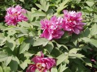 Pivoine arbustive