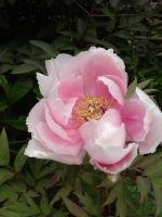 Pivoine arbustive