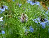 Nigelle de Damas