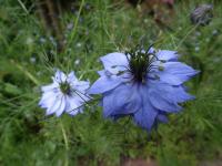 Nigelle de Damas