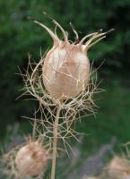 Nigelle de Damas