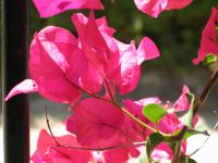 Bougainvillée remarquable