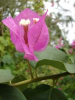 Bougainvillée remarquable