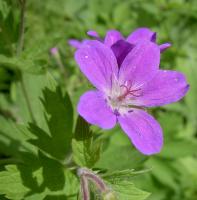 Géranium des bois