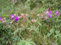 Géranium des bois