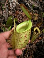 Nepenthes x hookeriana