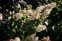 Hortensia paniculé