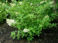 Hortensia paniculé