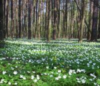 Anémone des bois