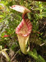 Nepenthes rafflesiana