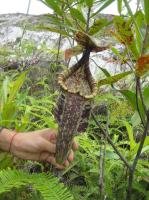 Nepenthes rafflesiana