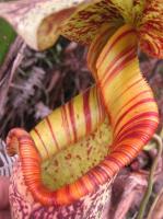 Nepenthes rafflesiana