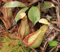 Nepenthes rafflesiana