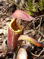 Nepenthes rafflesiana