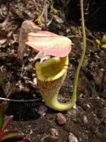 Nepenthes rafflesiana