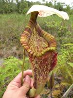 Nepenthes rafflesiana