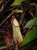 Nepenthes rafflesiana