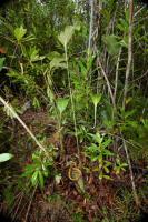 Nepenthes rafflesiana