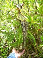 Nepenthes rafflesiana