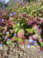 Plumbago de Lady Larpent