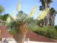 Yucca rostré