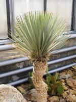 Yucca rostré