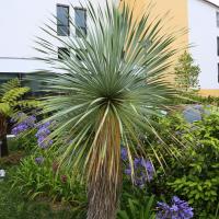 Yucca rostré