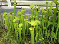 Sarracenia flava