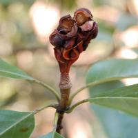 Magnolia de Virginie