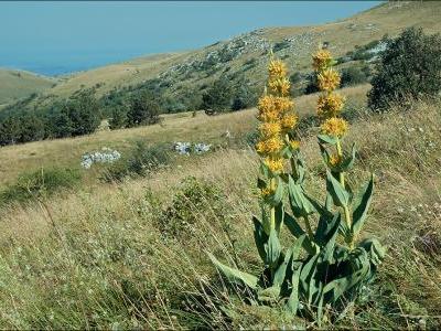 gentiane-jaune-1